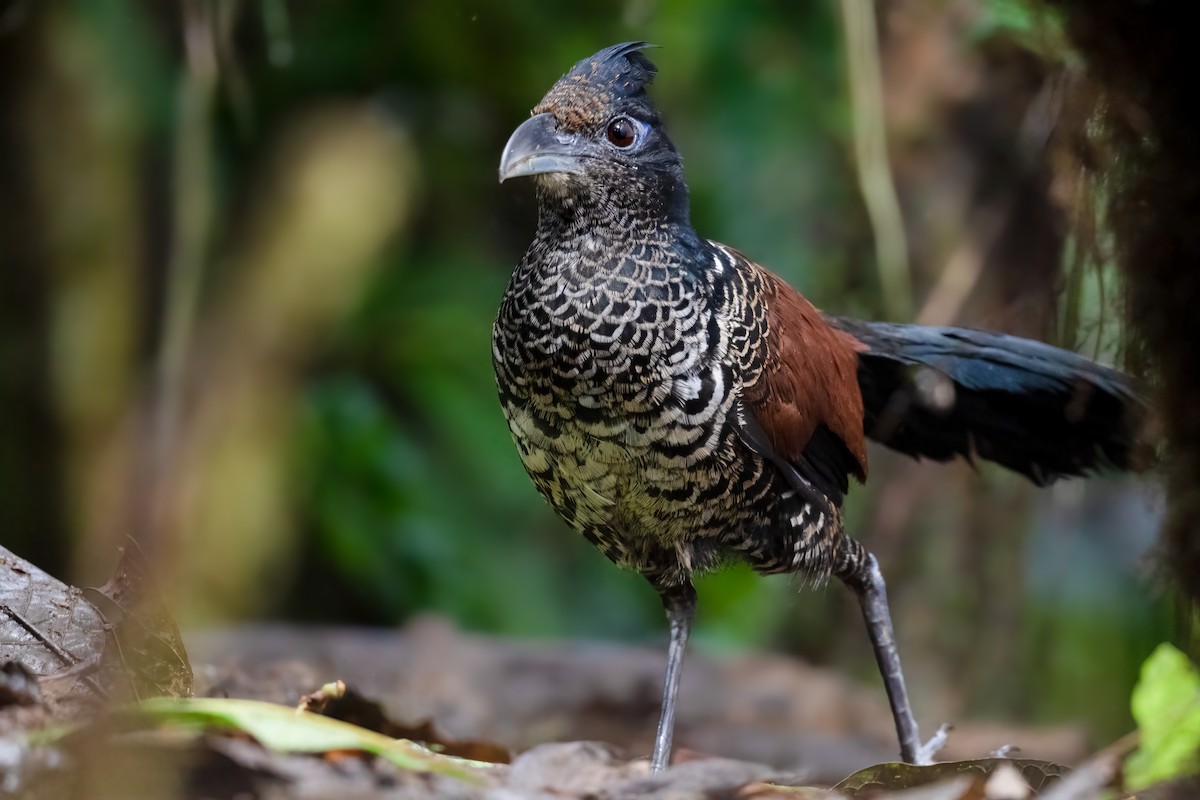 Banded Ground-Cuckoo - Ben  Lucking