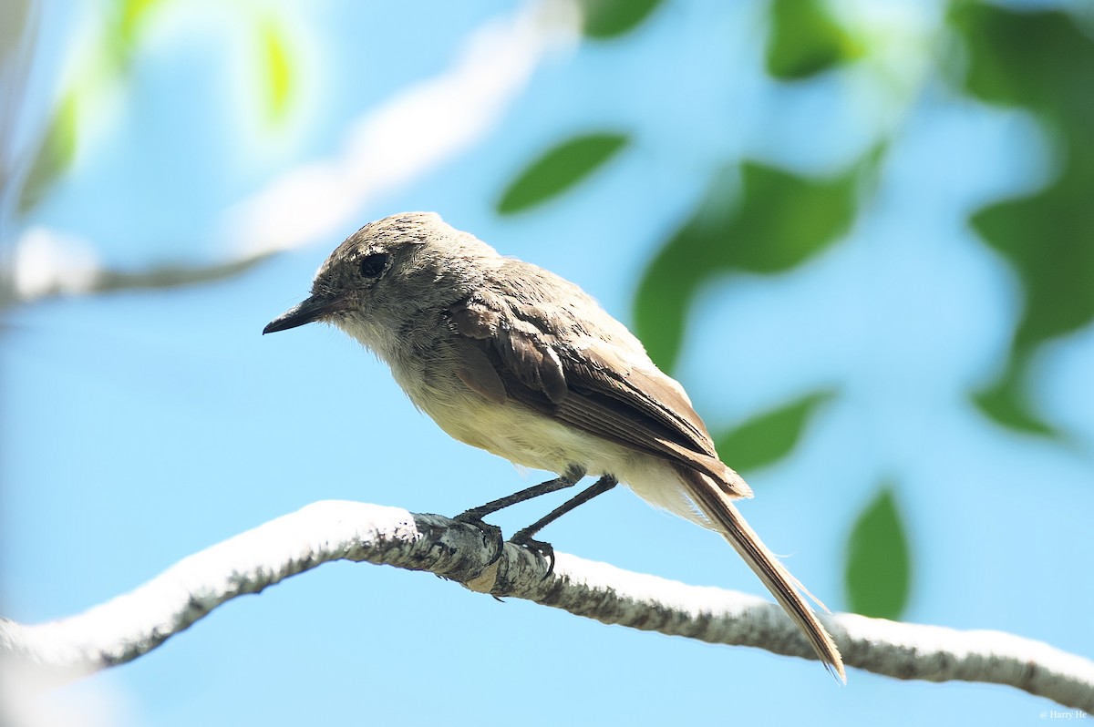 Galapagos Flycatcher - ML537038451