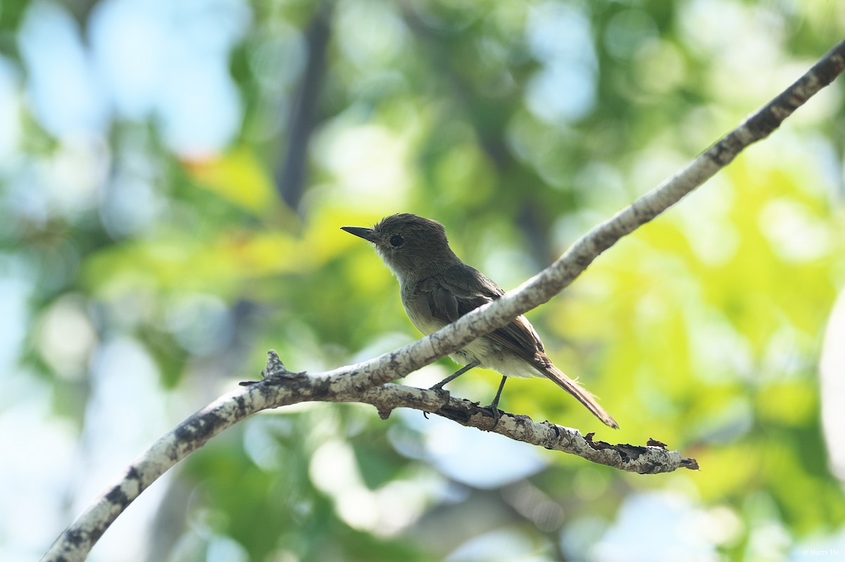 Galapagos Flycatcher - ML537038461