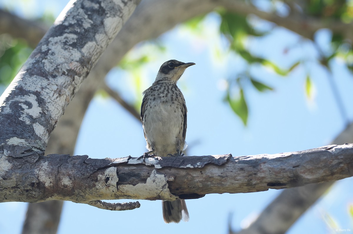 Galapagos Mockingbird - ML537038541