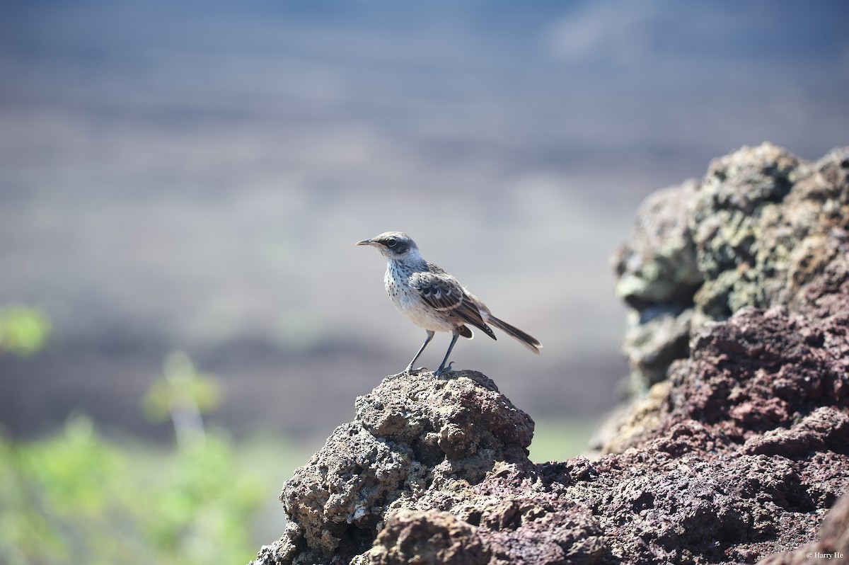 Galapagos Mockingbird - ML537038551