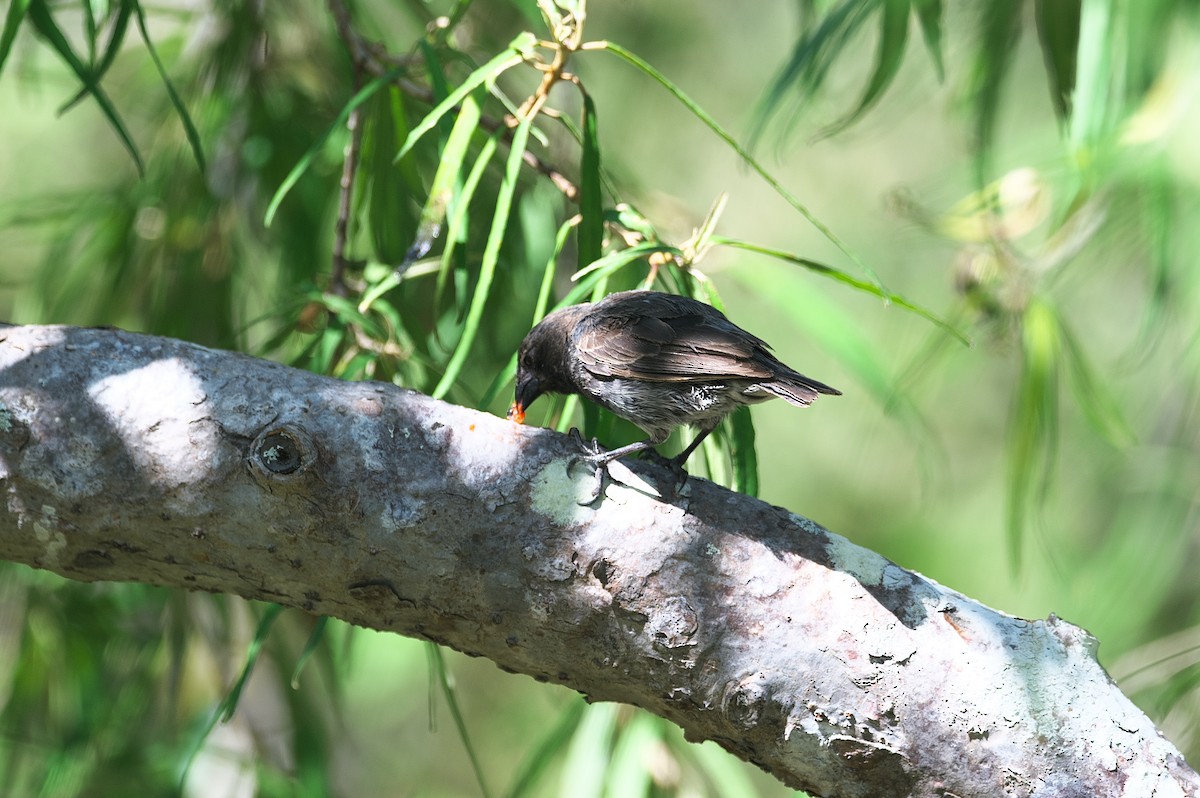 Small Ground-Finch - ML537038701