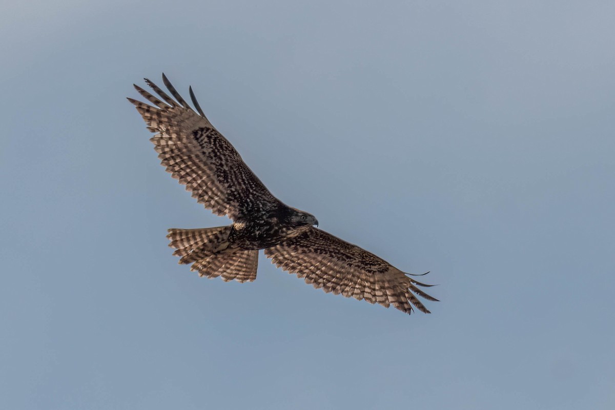 Red-tailed Hawk (Harlan's) - ML537041691