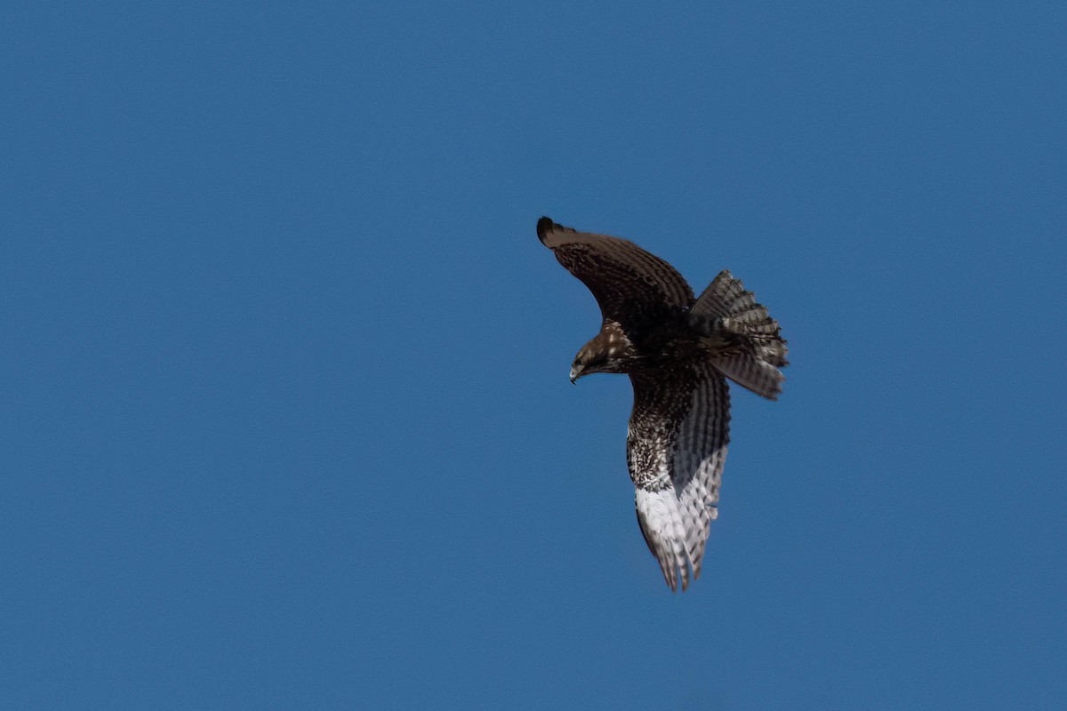 Red-tailed Hawk (Harlan's) - ML537041701