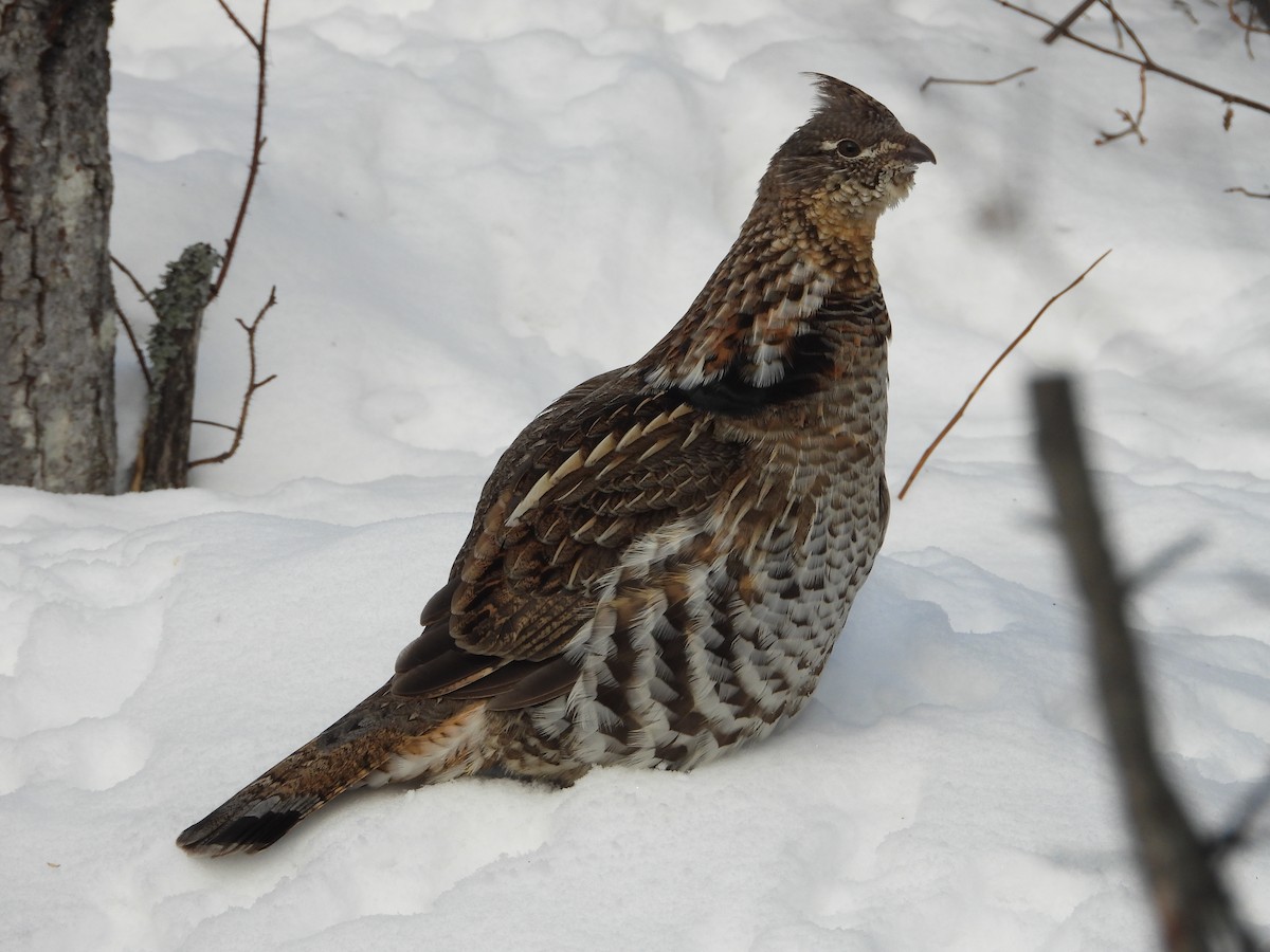 Ruffed Grouse - Miep Burgerjon