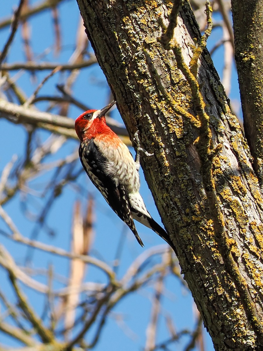 Red-breasted Sapsucker - ML537044241