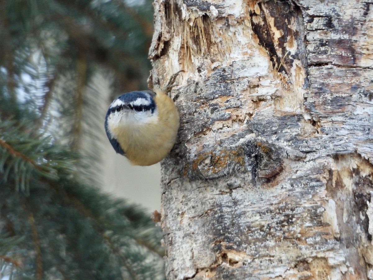 Red-breasted Nuthatch - ML537044841