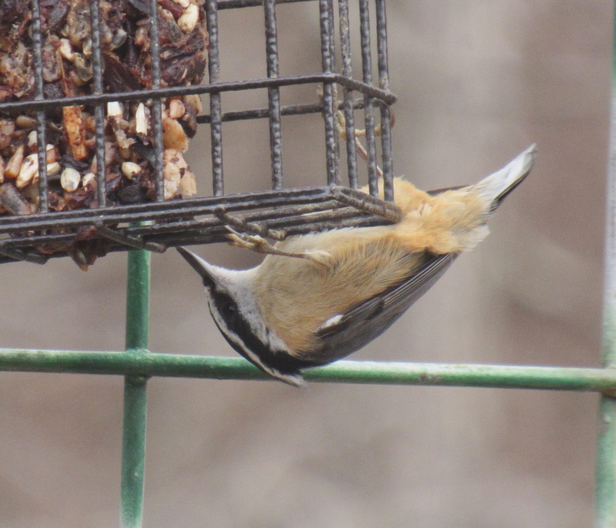 Red-breasted Nuthatch - ML537045011