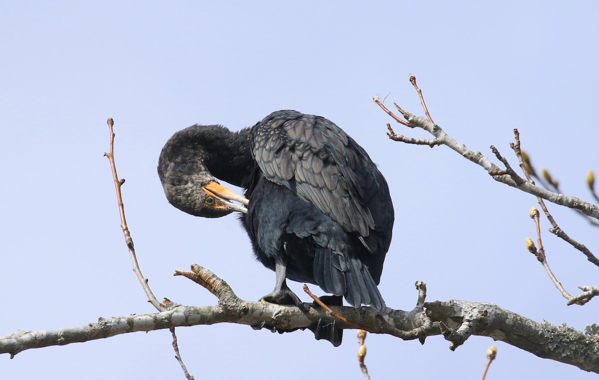 Cormoran à aigrettes - ML537045111