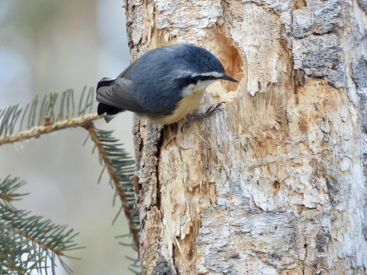 Red-breasted Nuthatch - ML537045121