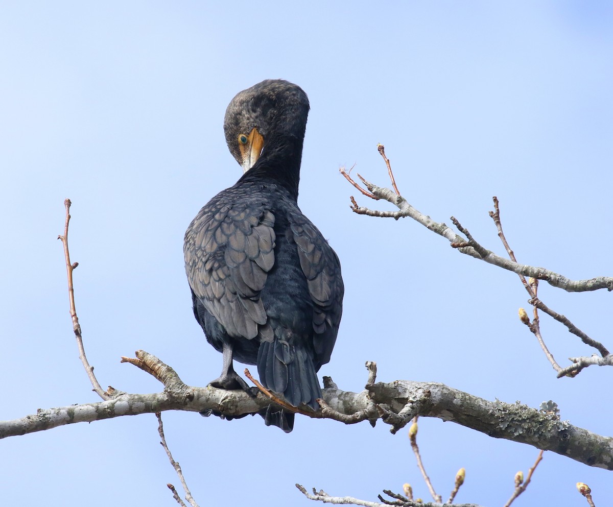 Cormoran à aigrettes - ML537045131