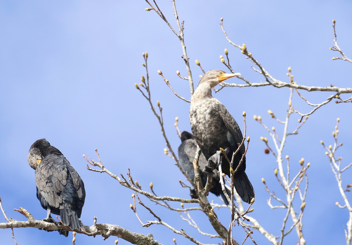 Double-crested Cormorant - ML537045151