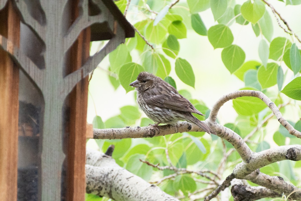 Cassin's Finch - ML537045171