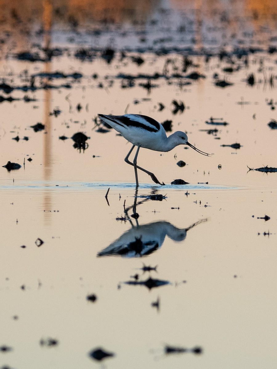 American Avocet - ML537045481