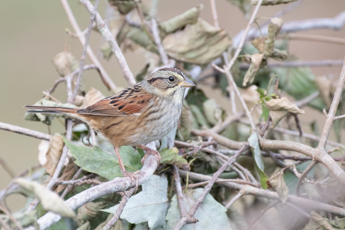 Swamp Sparrow - Kevin Pero