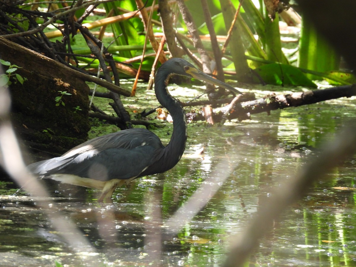 Tricolored Heron - ML537046091