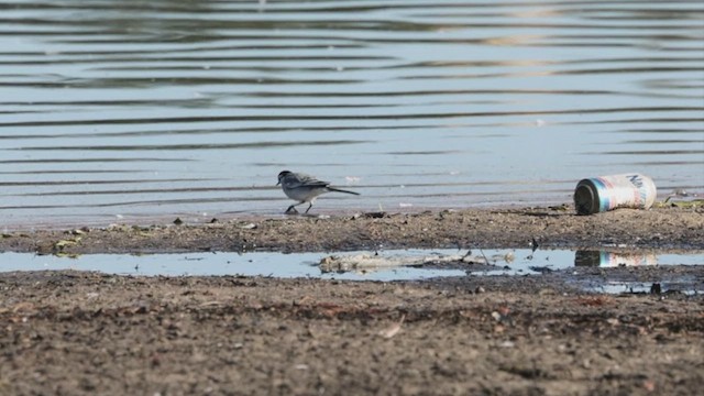 White Wagtail - ML537046341