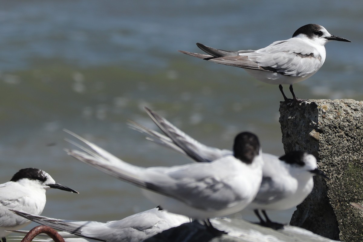 Common Tern (longipennis) - ML537047231