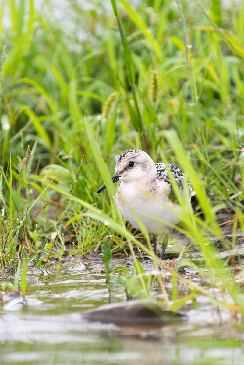 Sanderling - Kevin Pero