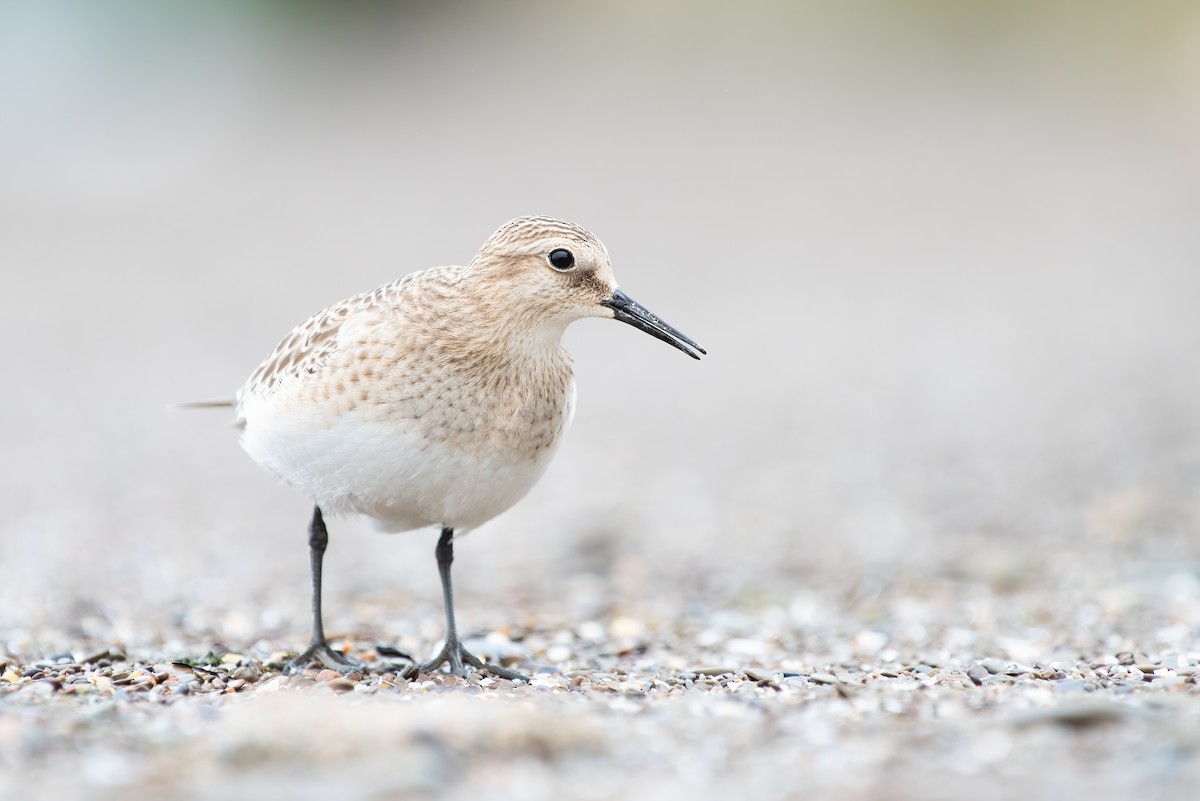 Baird's Sandpiper - ML537048001