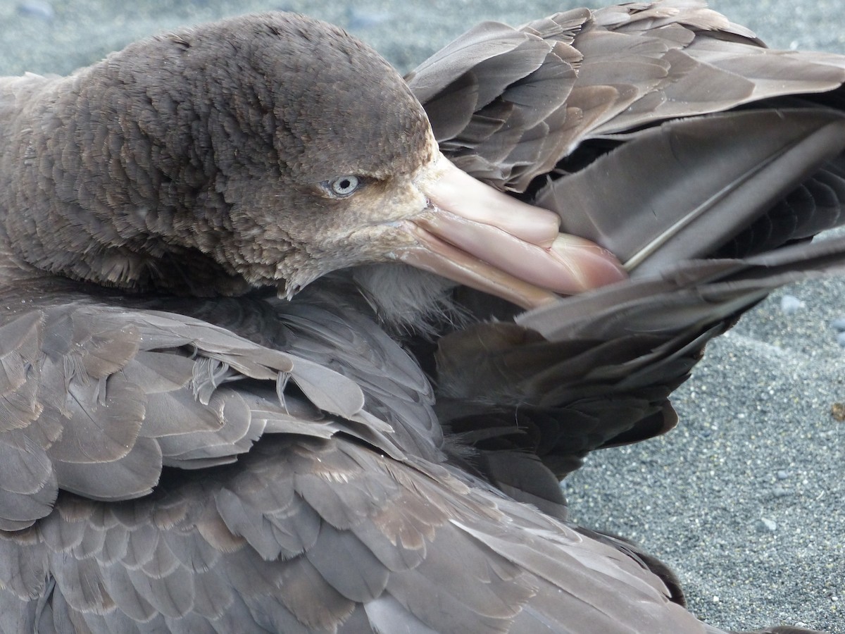 Northern Giant-Petrel - George Wallace