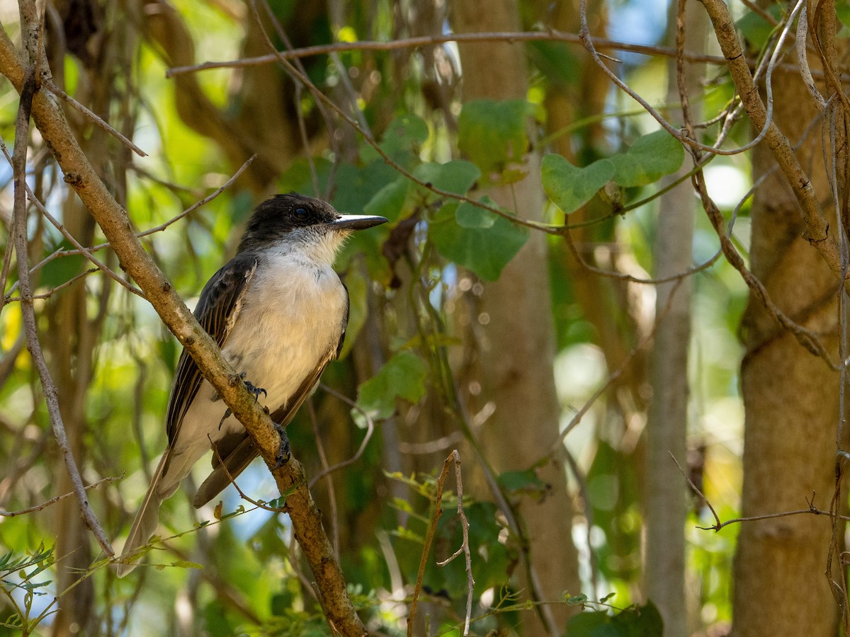 Antillenkönigstyrann - ML537048421