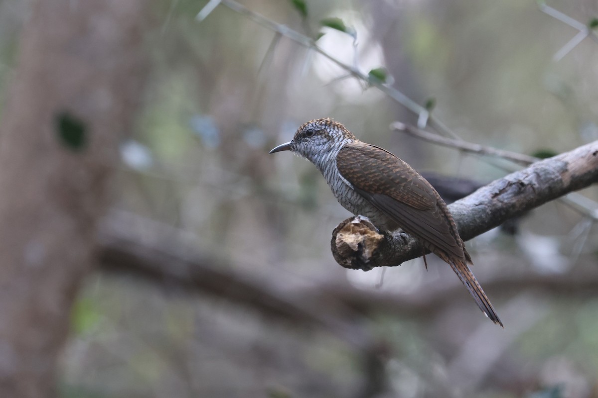 Banded Bay Cuckoo - ML537048501