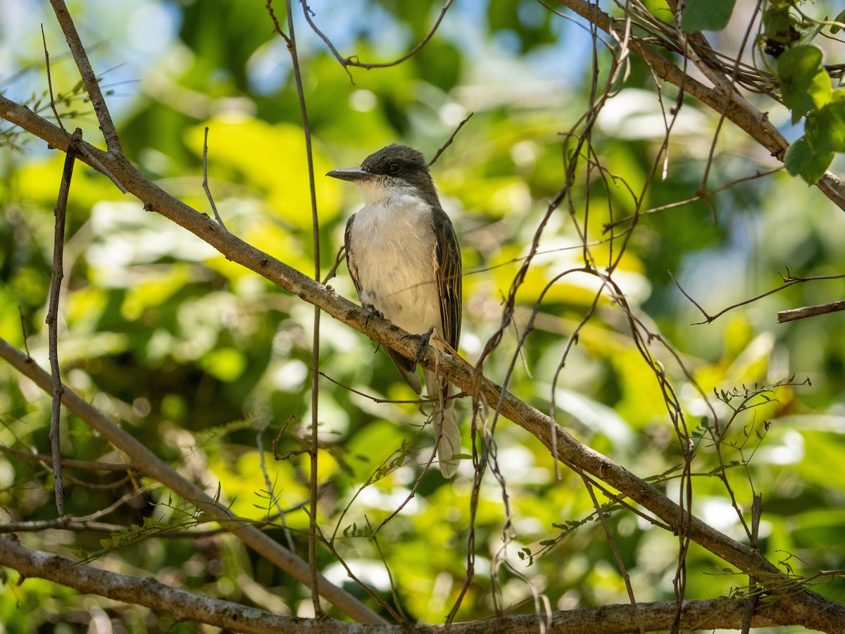 Loggerhead Kingbird - ML537048611