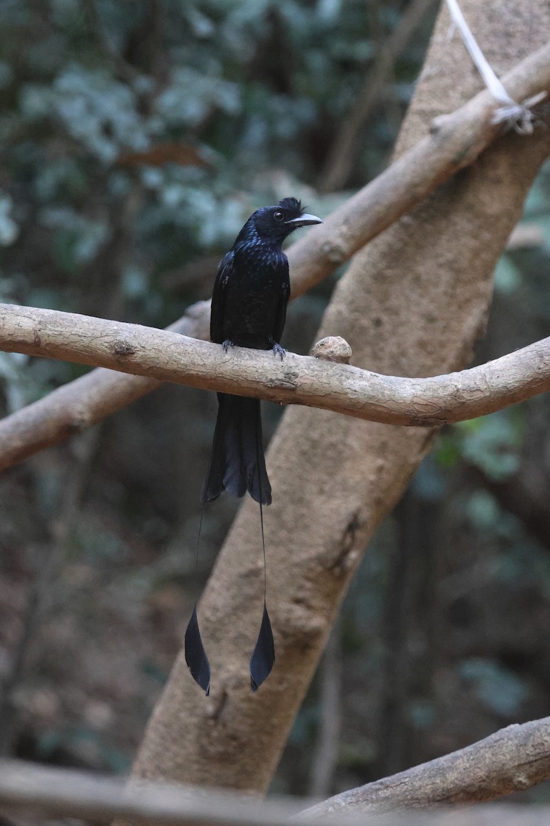 Greater Racket-tailed Drongo - ML537049261