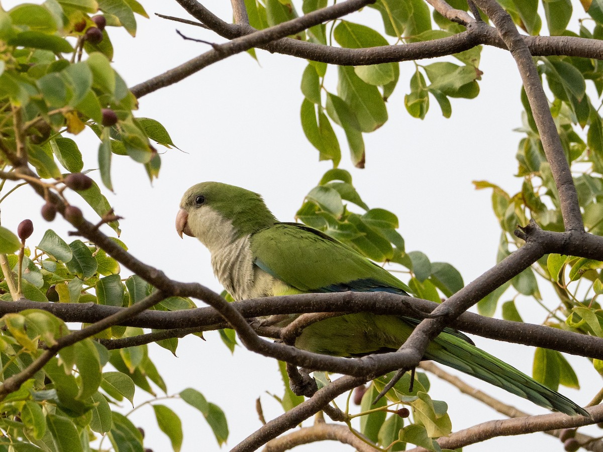 Monk Parakeet - ML537049571