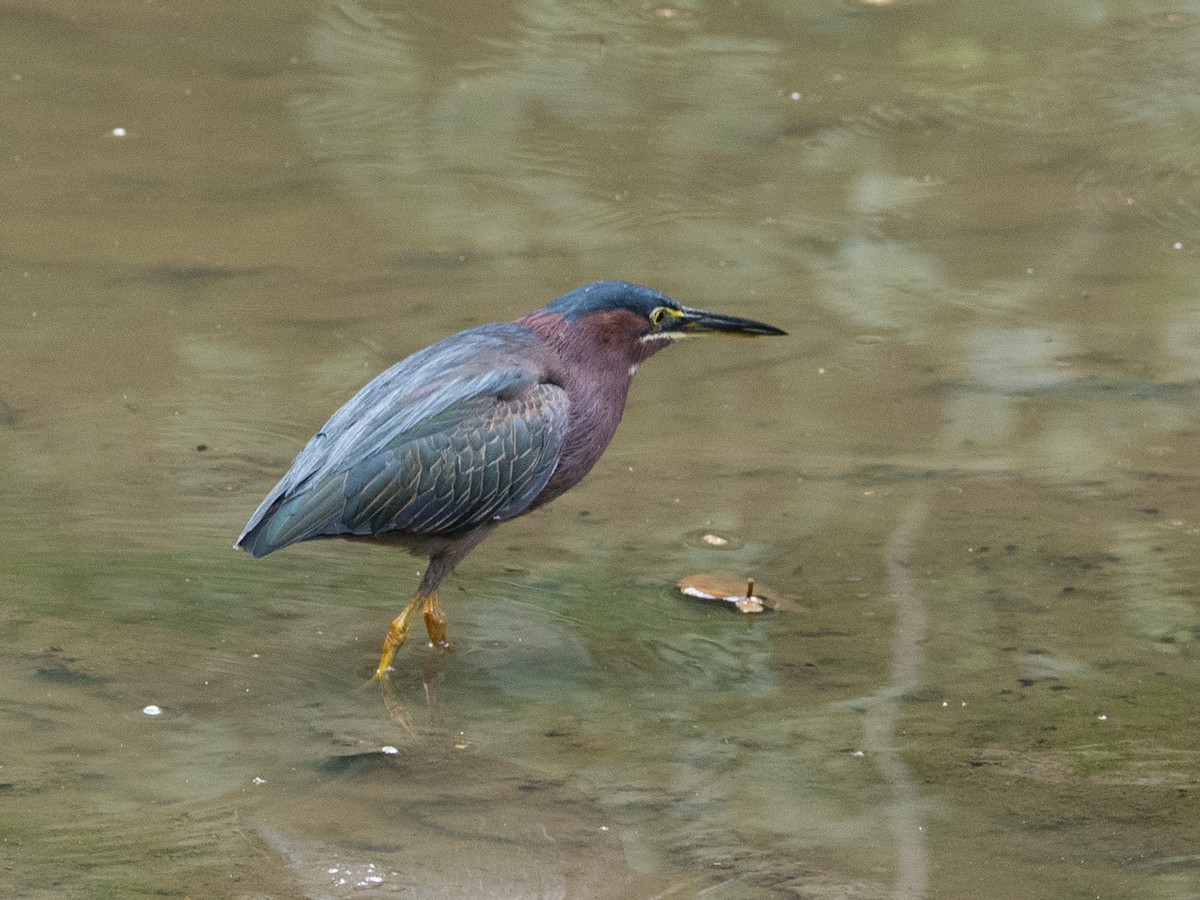 Green Heron - ML537049931