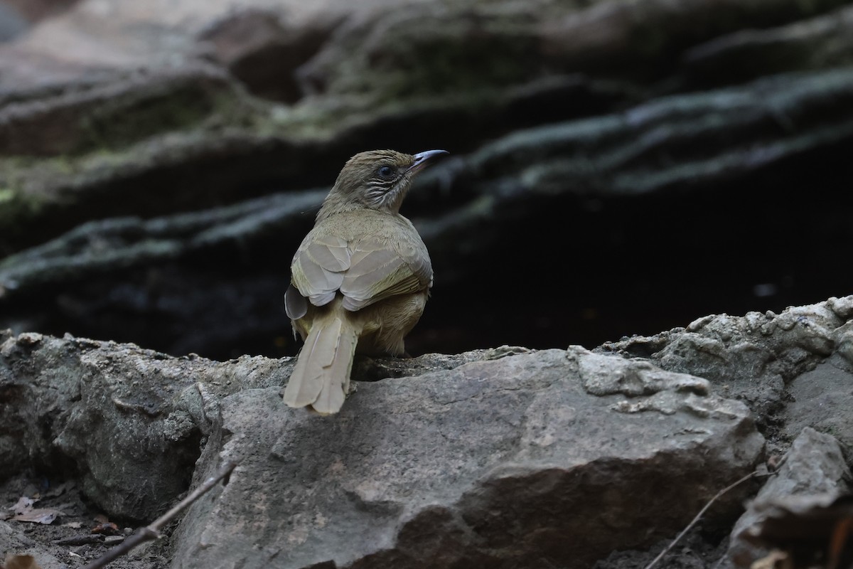 Streak-eared Bulbul - ML537050011