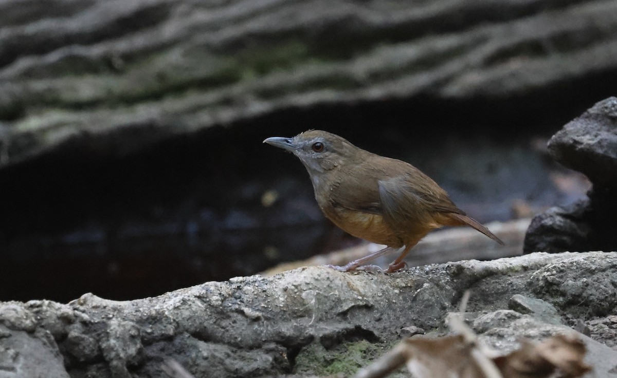 Abbott's Babbler - ML537050351