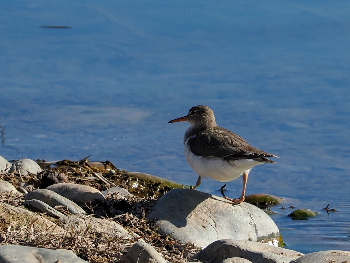 Spotted Sandpiper - ML537050381