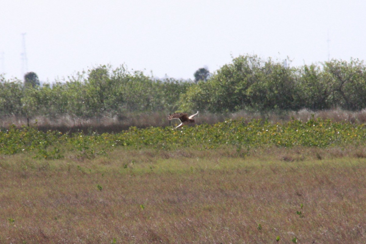 Northern Harrier - ML537052801