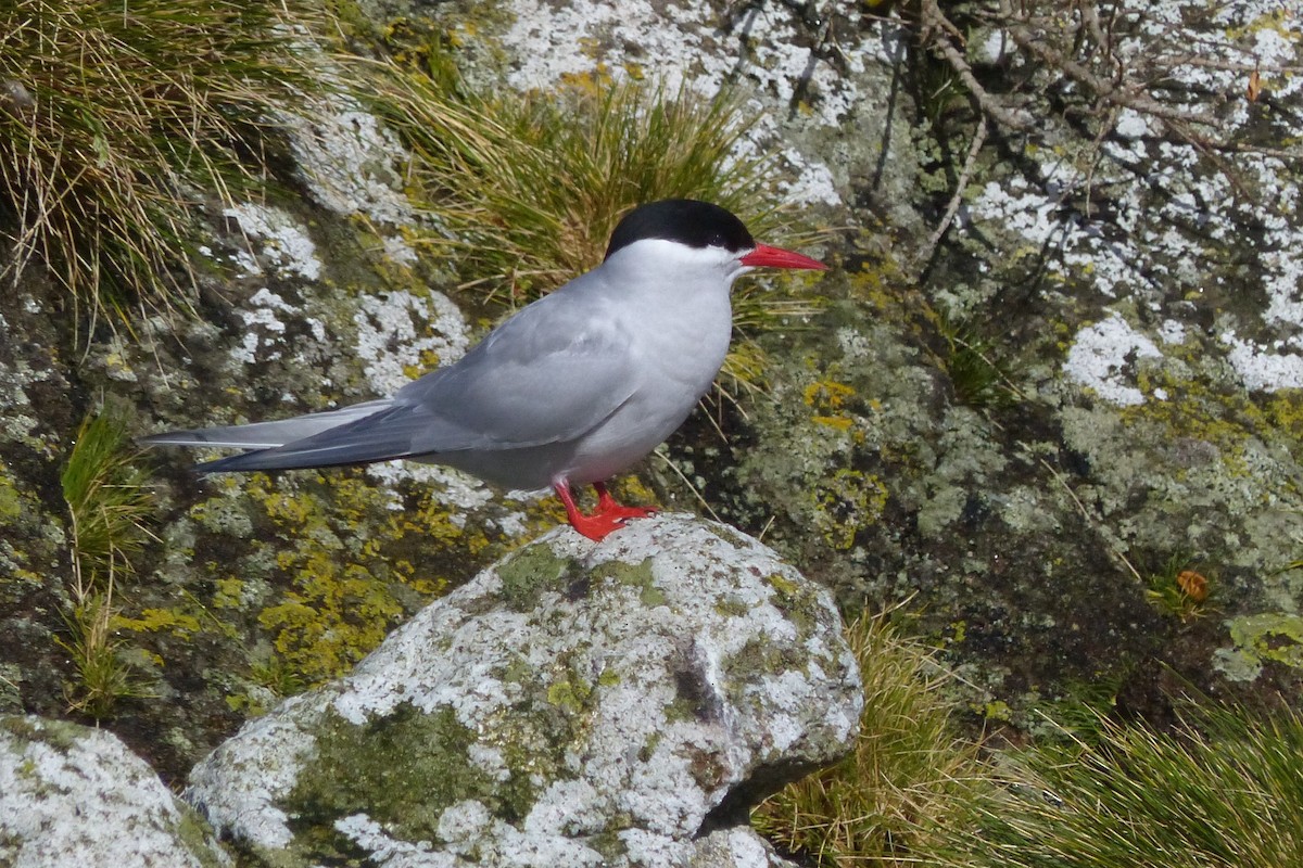 Antarctic Tern - ML537053211