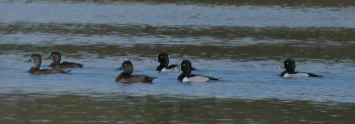 Ring-necked Duck - ML537054461