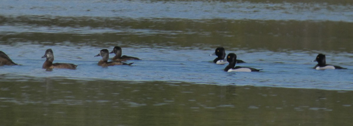 Ring-necked Duck - ML537055521