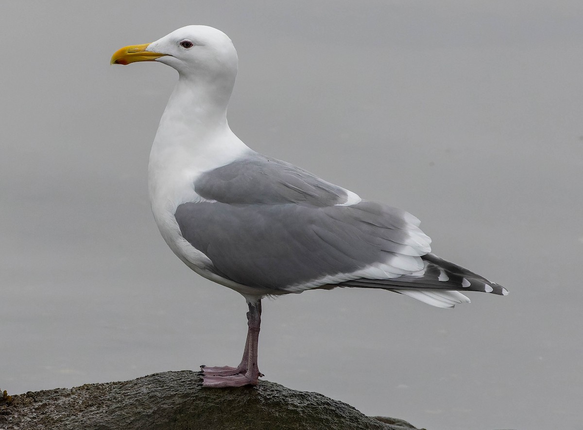 Western x Glaucous-winged Gull (hybrid) - Anonymous
