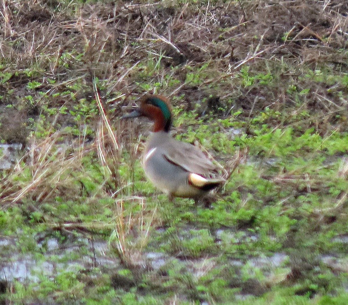 Green-winged Teal - ML537057061