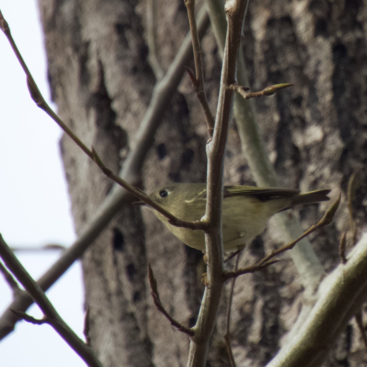 Ruby-crowned Kinglet - ML537057671