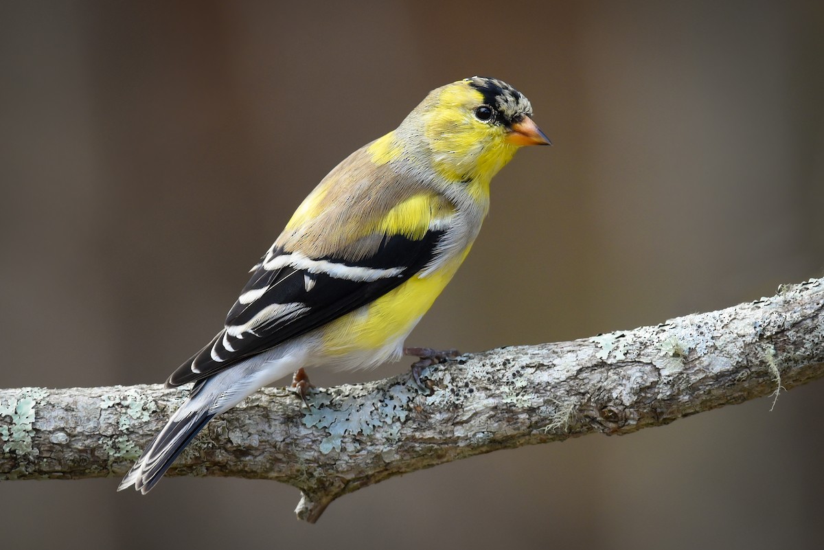 American Goldfinch - Scott Martin