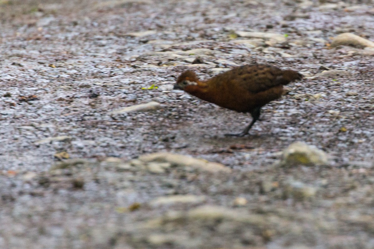 Chestnut Wood-Quail - ML53705861