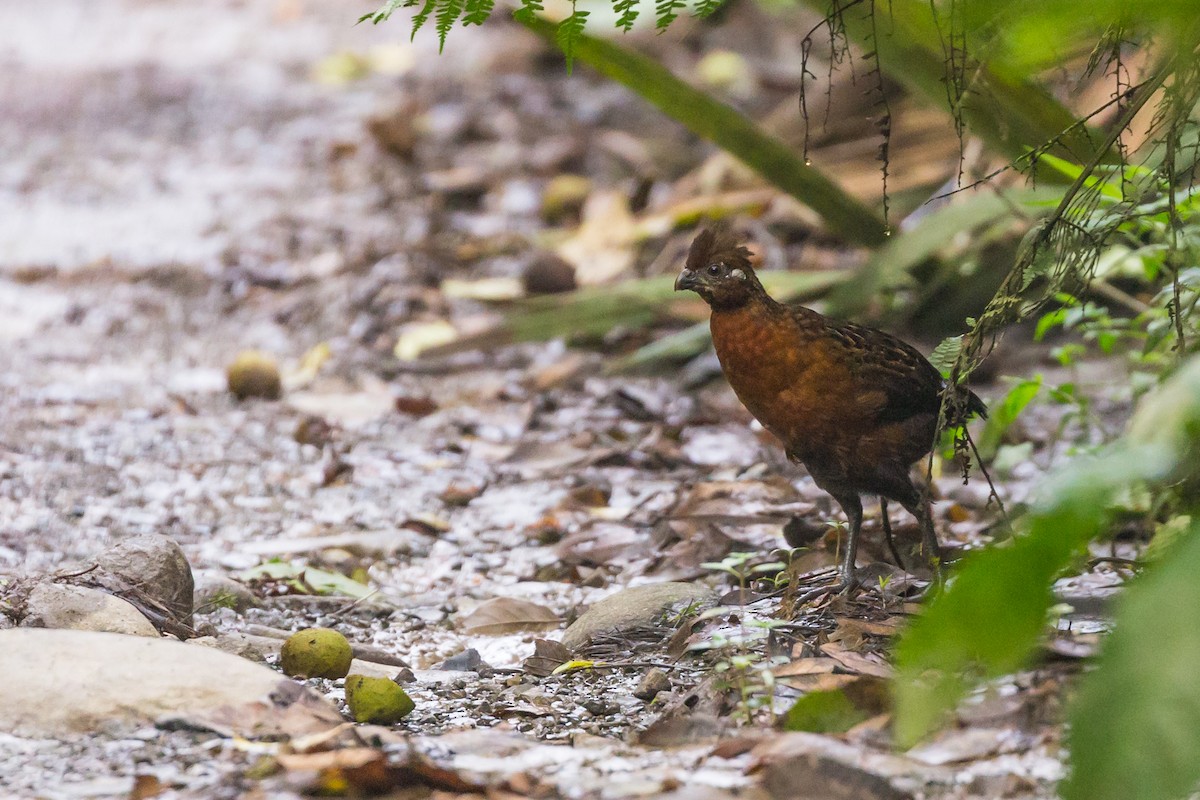 Chestnut Wood-Quail - ML53705871