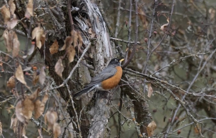 American Robin - ML537058911