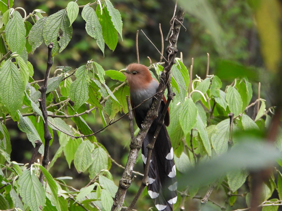 Squirrel Cuckoo - ML537059651