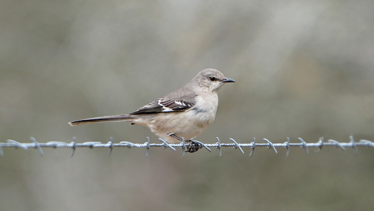 Northern Mockingbird - ML537060591