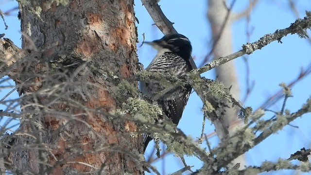 American Three-toed Woodpecker - ML537061011