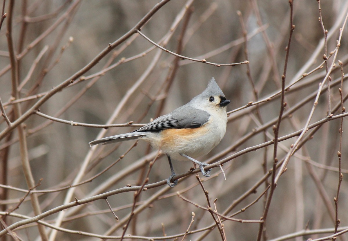 Tufted Titmouse - ML537061771