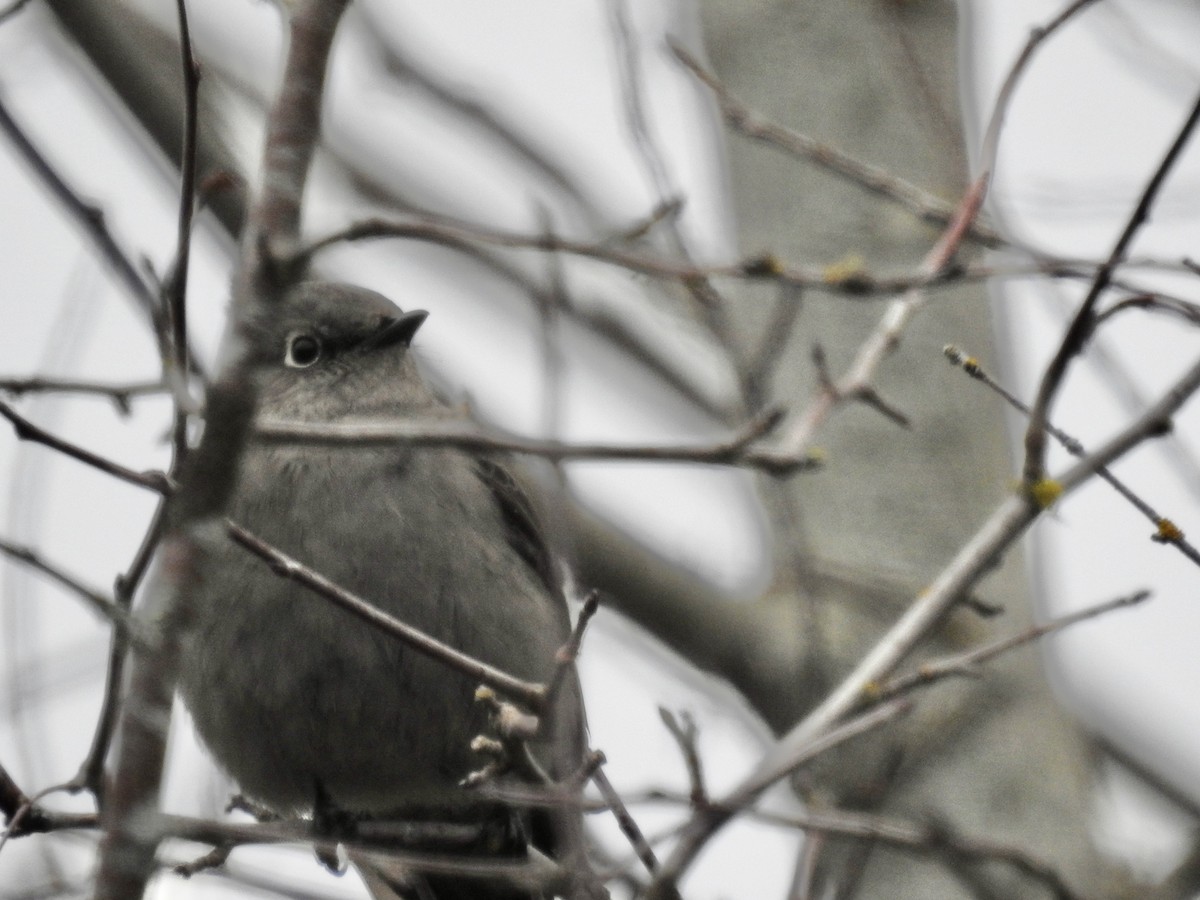 Townsend's Solitaire - Pauline Sterin